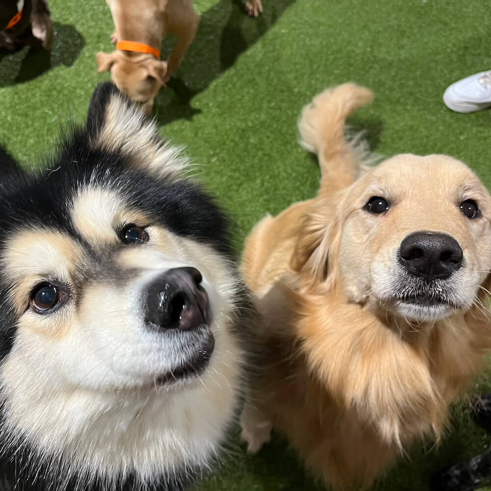 Dog in a regular boarding facility at Birmingham Animal Hospital + Resort