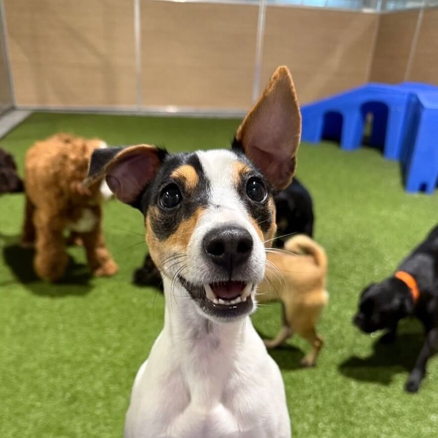 Small dog boarding and play area at Birmingham Animal Hospital + Resort