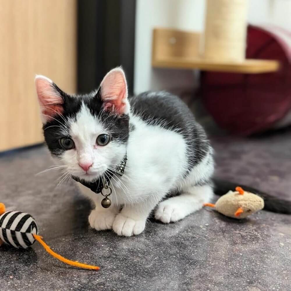 cat at the pet boarding resort