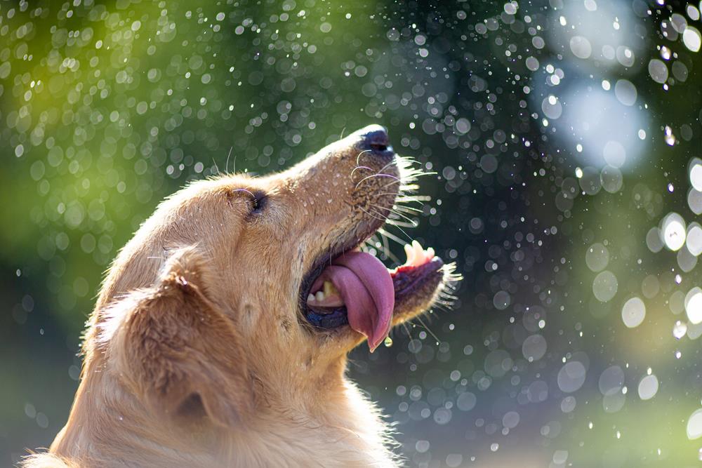 Primer On Heat Stroke In Dogs | Birmingham Animal Hospital + Resort | Birmingham Alabama