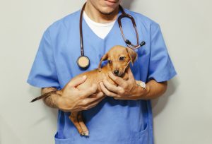 Dog, animal hospital team, Warning Signs