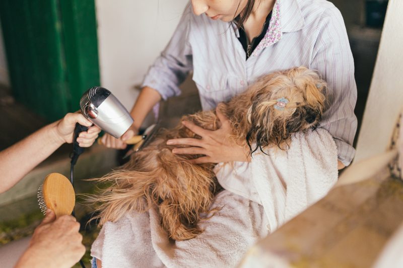 pet grooming, Birmingham AL