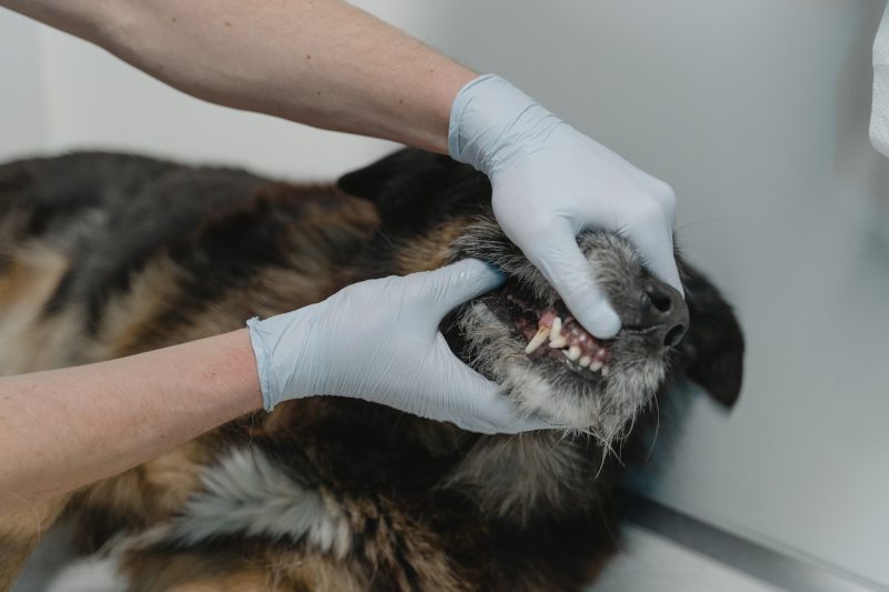 pet dental care, Birmingham AL