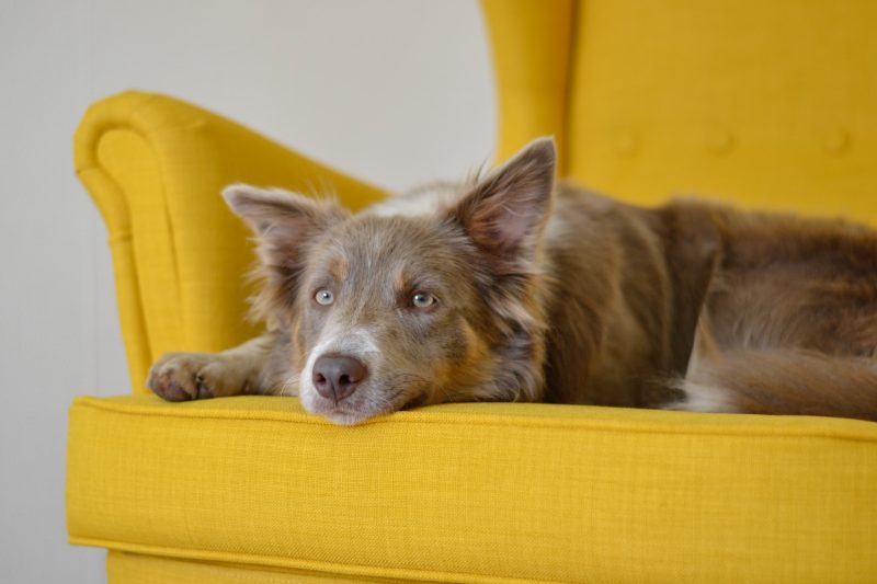 dog on sofa